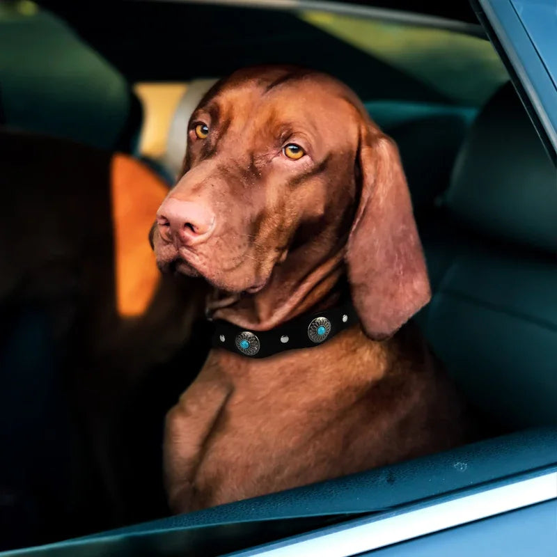 gros chien de couleur brun portant un collier chien rottweiler de couleur noir. Le chien est dans une voiture a l'intérieur noir Image