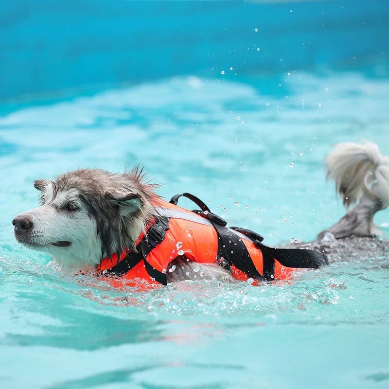 Gros chien de couleur blanc et gris nageant dans une piscine de couleur bleu claire. Le chien porte un harnais de couleur orange et noir. Image produit Boutiquechien Image