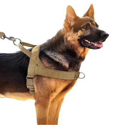 Harnais anti traction agissant sur poitrail du chien sur un berger allemand