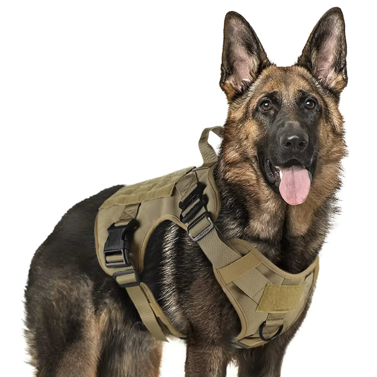 Harnais anti traction berger allemand Image