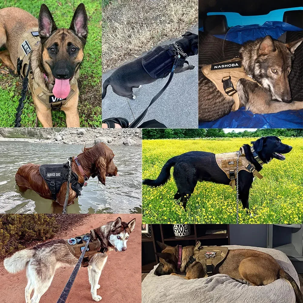 Harnais anti traction berger allemand sur des chiens  Image