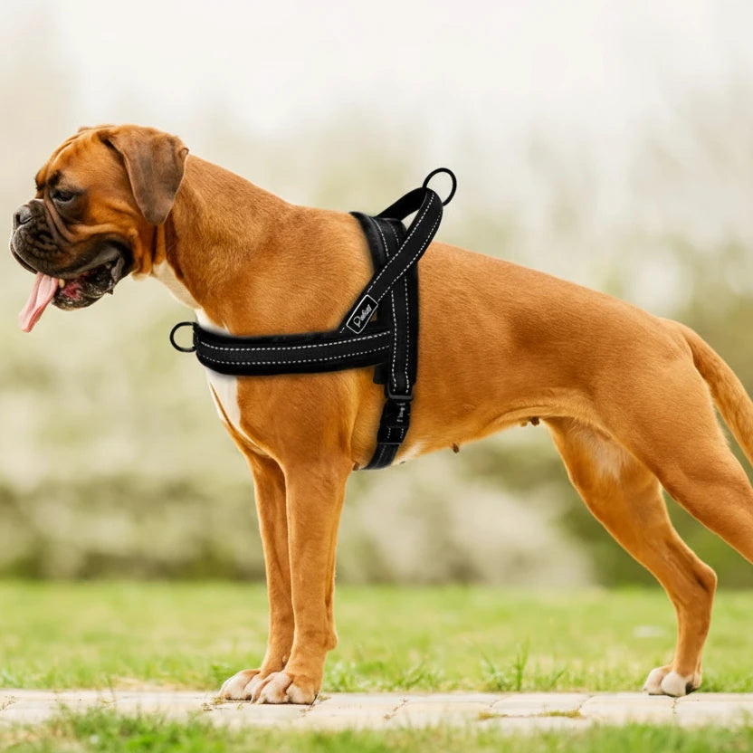 Harnais anti traction chien education sur un gros chien brun Image