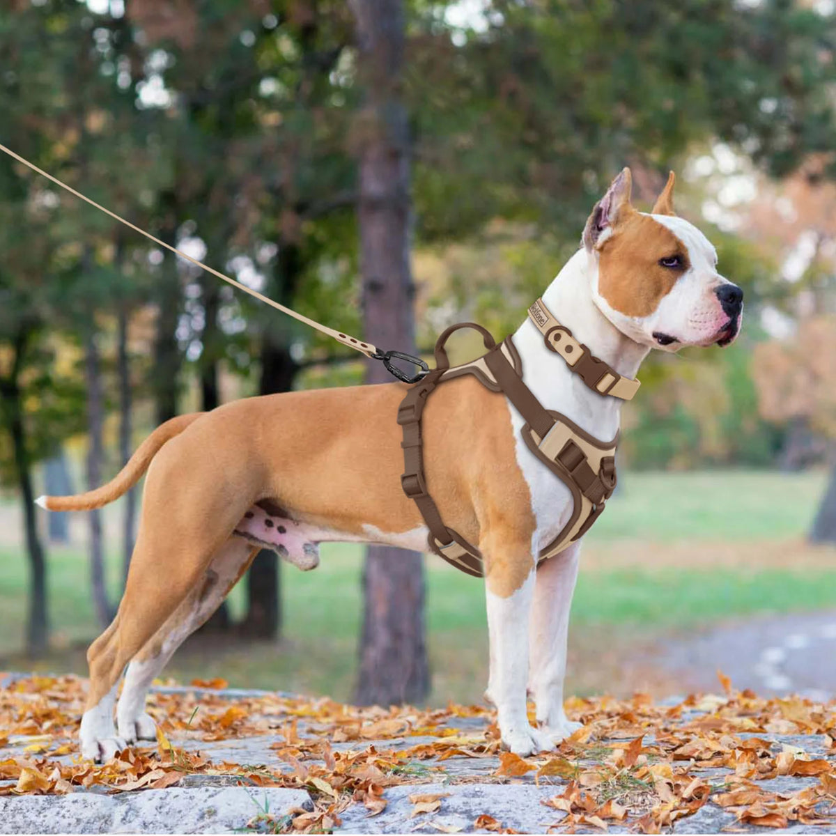 Harnais anti traction chien qui tire sur un chien moyen claire dans les bois Image