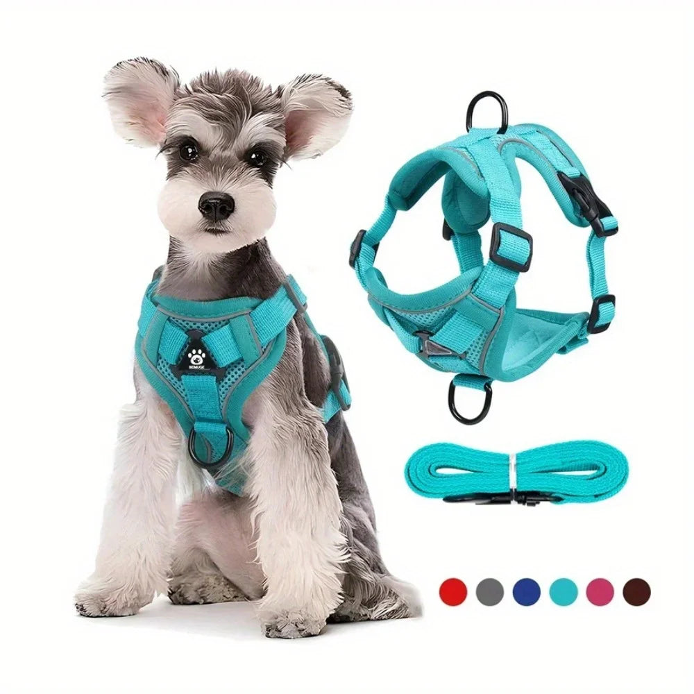 Harnais anti traction petit chien bleu sur un petit chien claire 