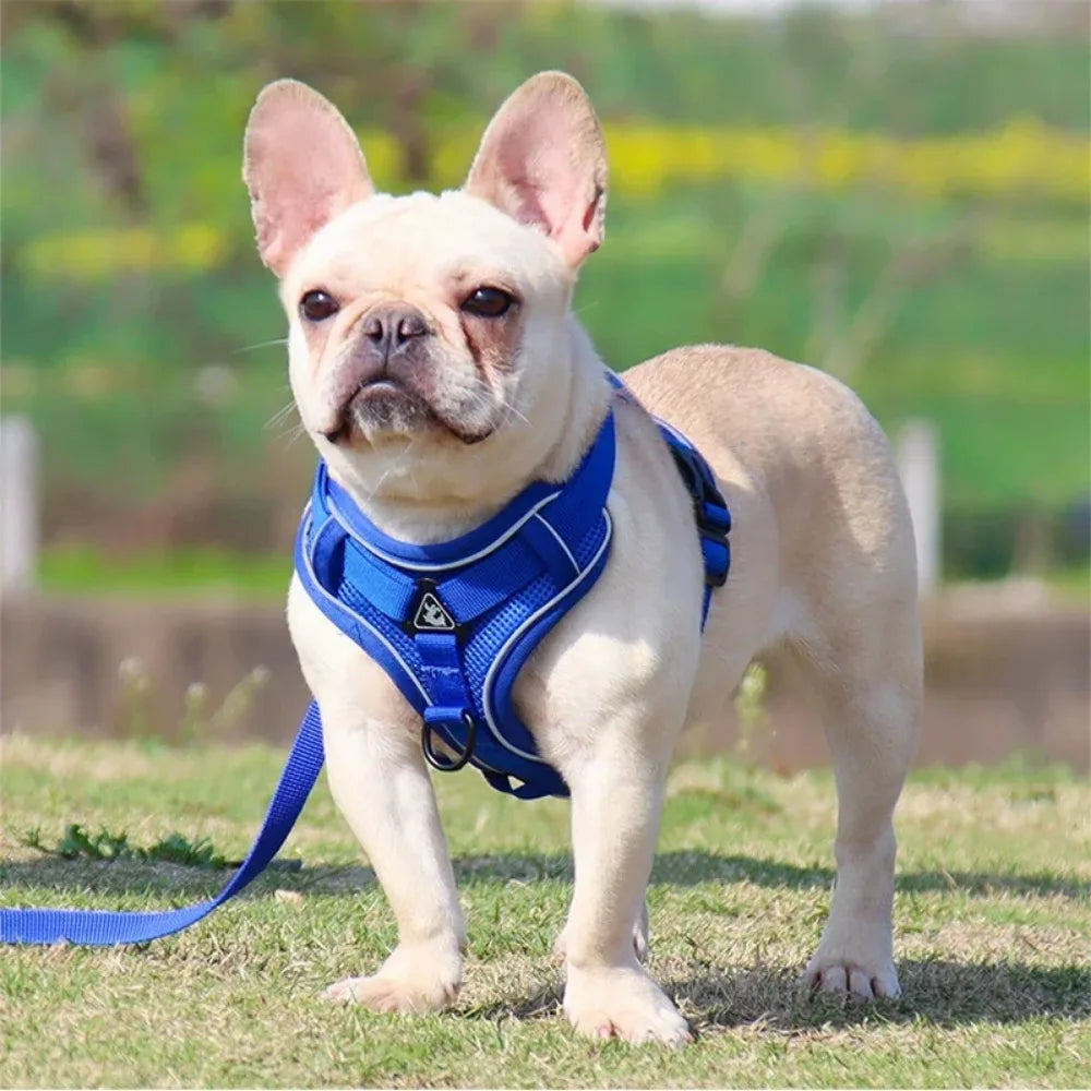 Harnais anti traction petit chien sur un bouledogue dans l'herbe verte  Image