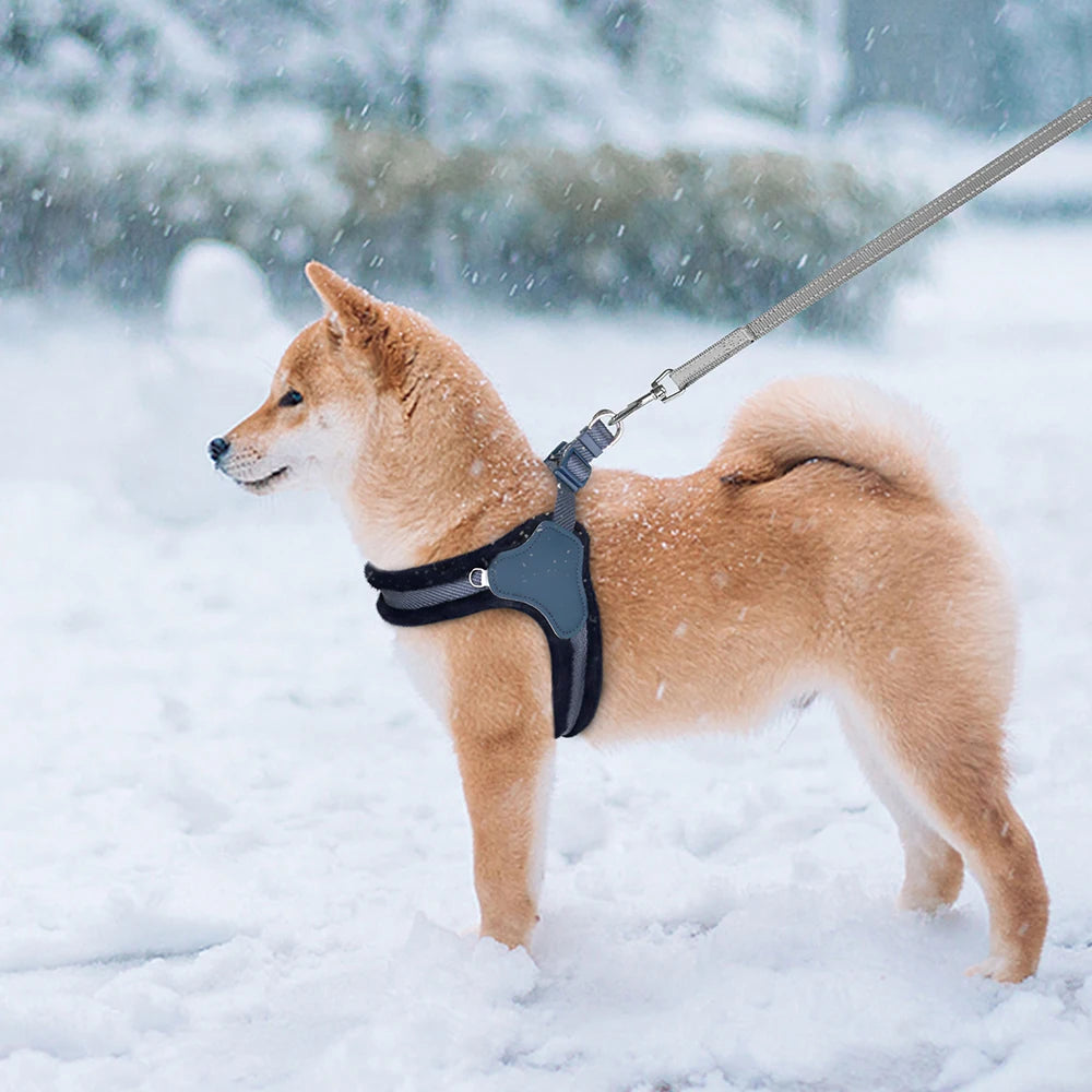Harnais baudrier pour petit chien sur un shiba