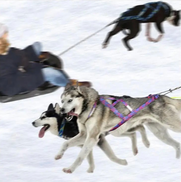 husky avec Harnais berger australien canicross dans la neige Image