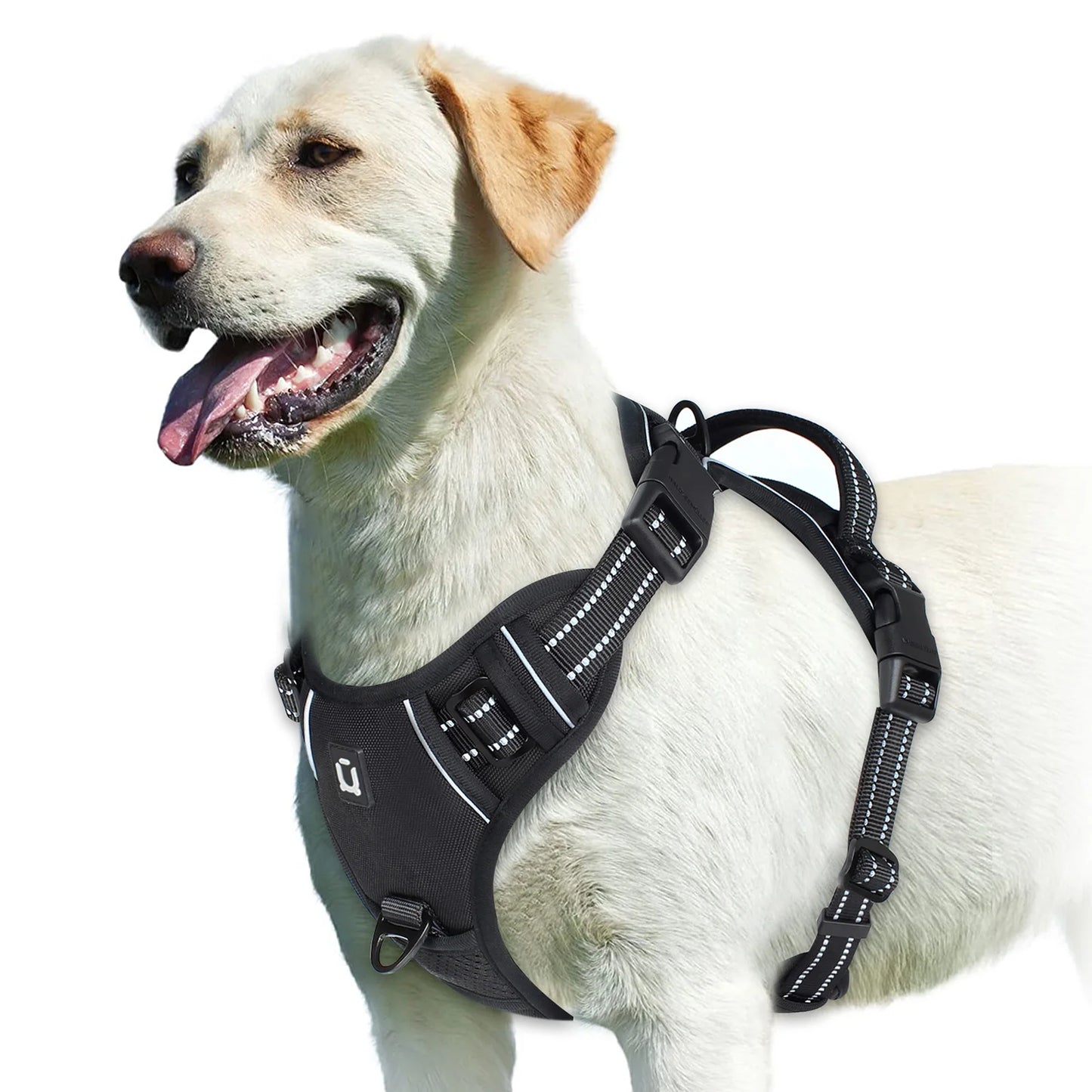Harnais bouclier pour gros chien de couleur noir de boutiquechien sur un gros golden retriver blanc