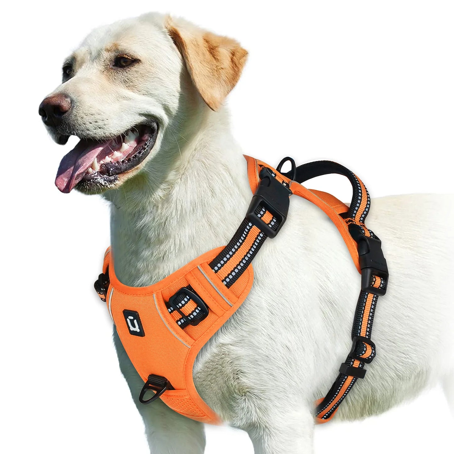 Harnais bouclier pour gros chien de couleur orange et noir de boutiquechien sur un gros golden retriever