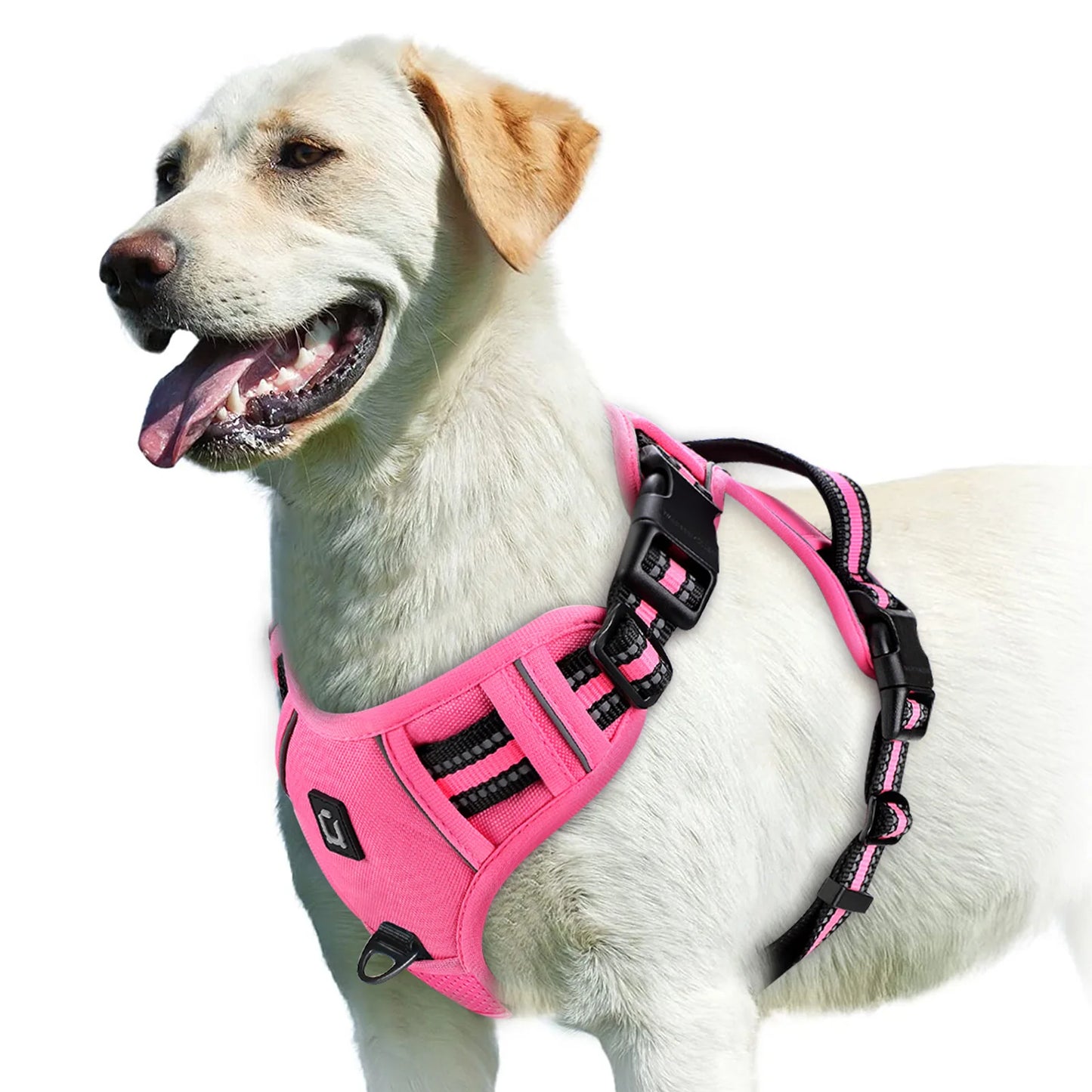 Harnais bouclier pour gros chien de couleur rose de boutiquechien porté par un gros golden retriever