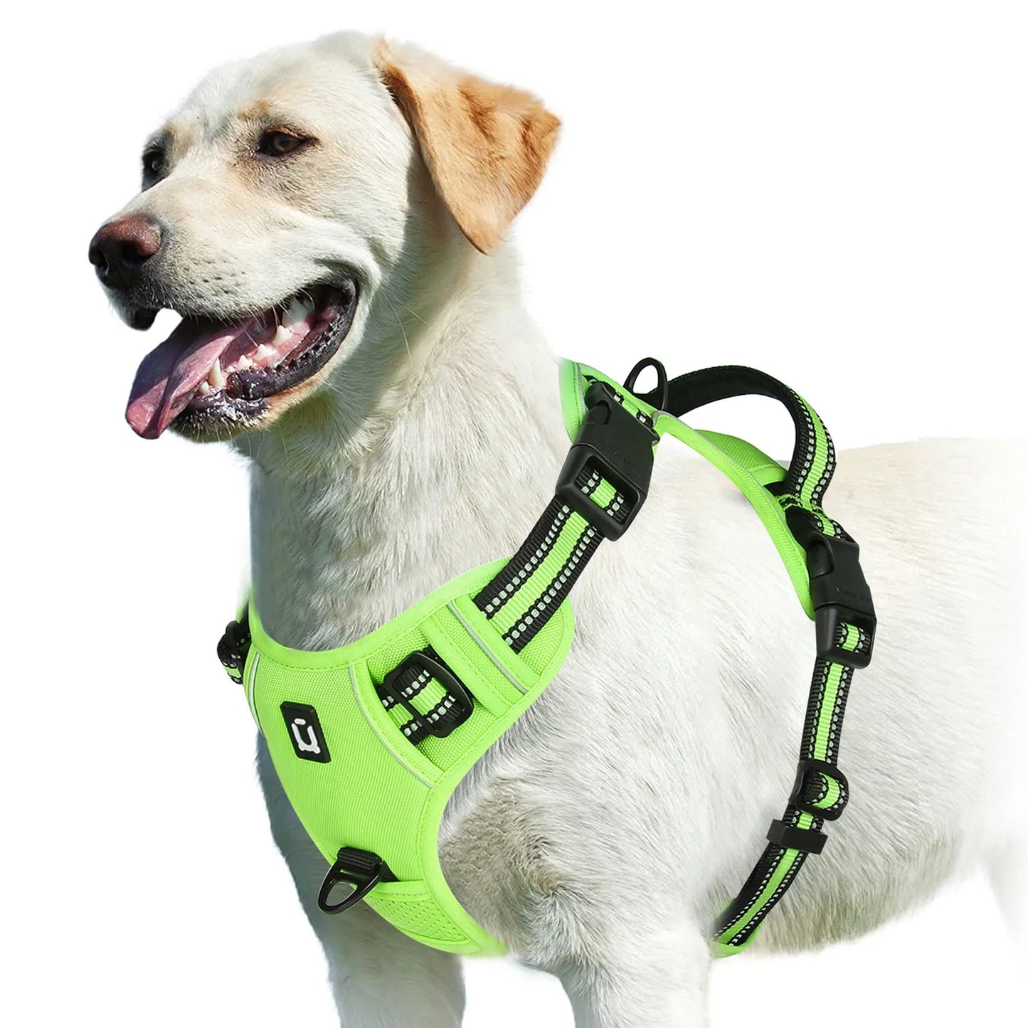 Harnais bouclier pour gros chien de couleur vert et noir sur un gros golden retriever blanc 