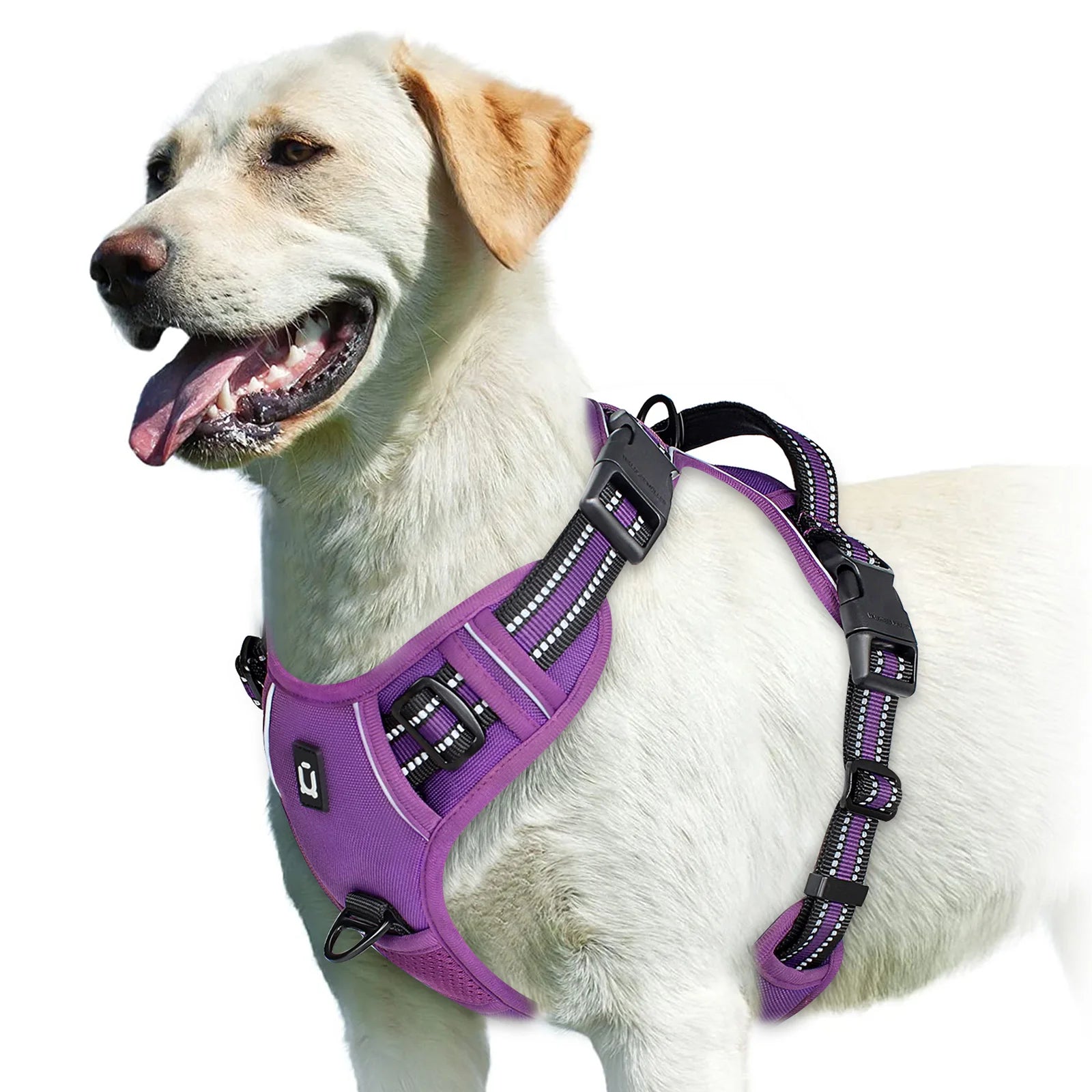 Harnais bouclier pour gros chien de couleur violet de boutiquechien sur un gros golden retriever blanc