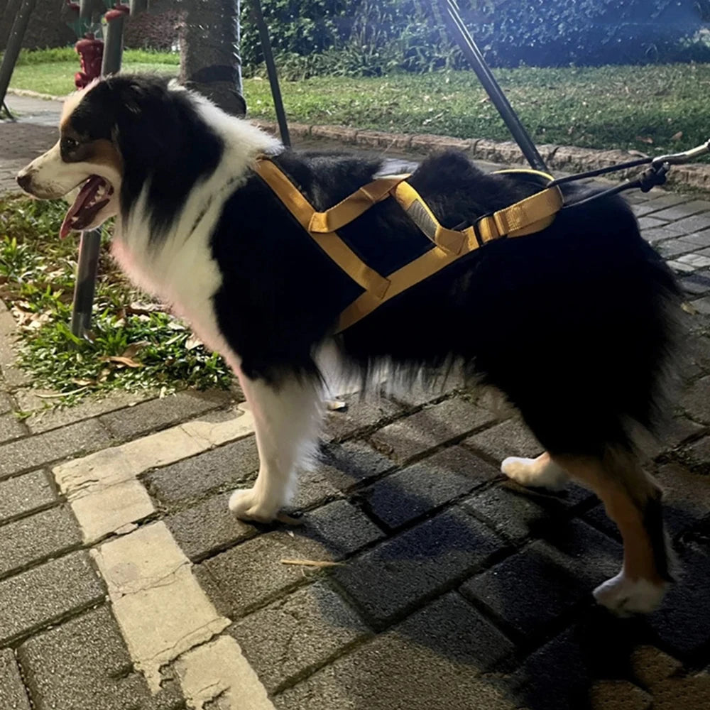 Harnais canicross beagle dans la rue Image