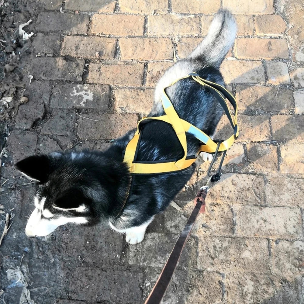 Harnais canicross beagle dans la rue sur des paves Image