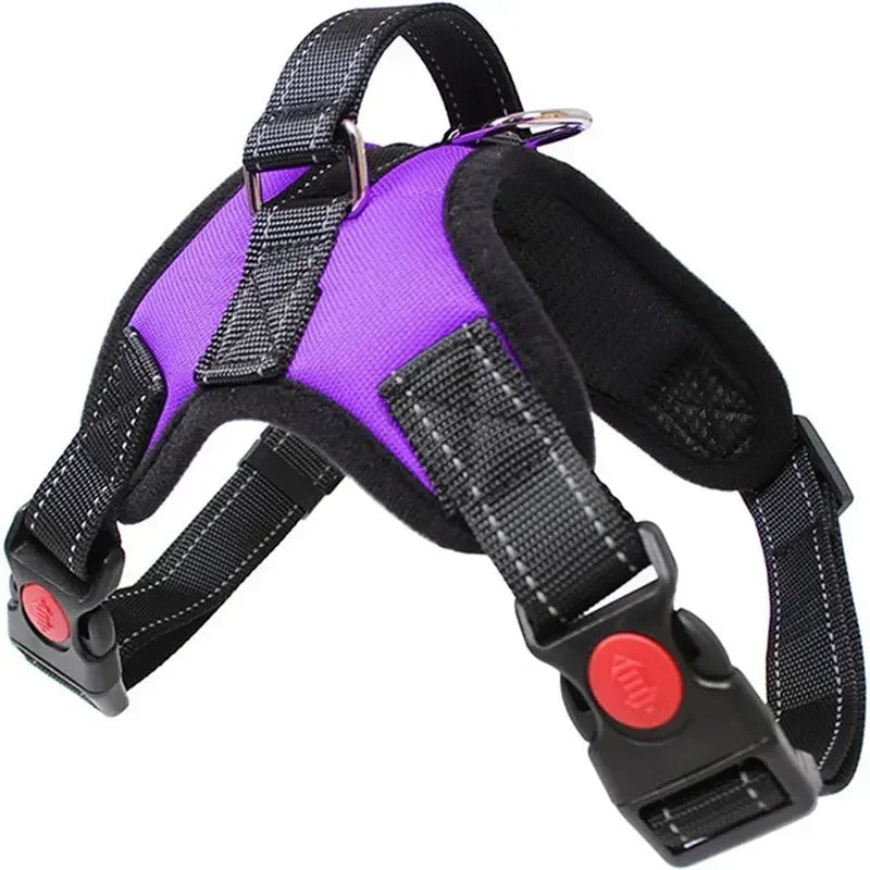 Harnais canicross border collie violet
