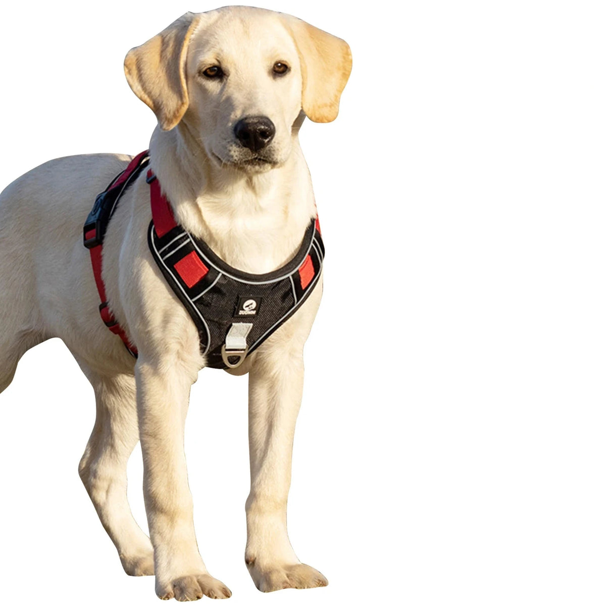 Harnais chien Y résistant pour tout les chiens de plusieurs couleurs