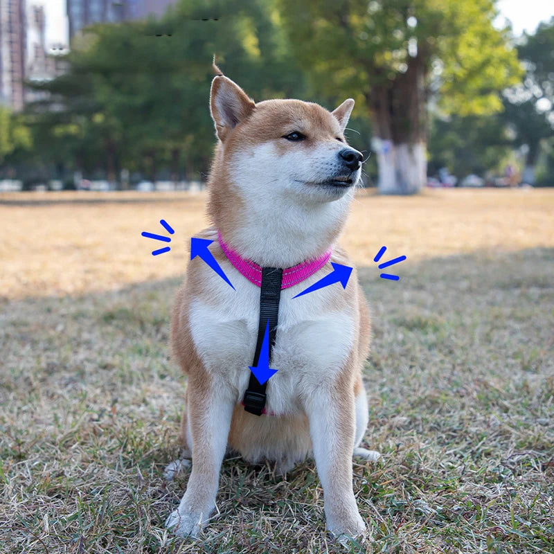Harnais chien anti traction en y sur un shiba de couleur claire dans un parc Image