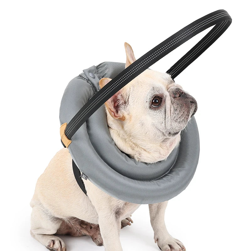 Harnais chien aveugle sur un petit chien blanc  Image