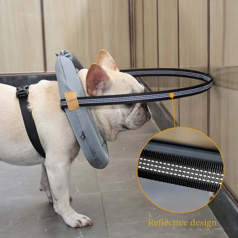 Harnais chien aveugle sur un buldog blanc Image
