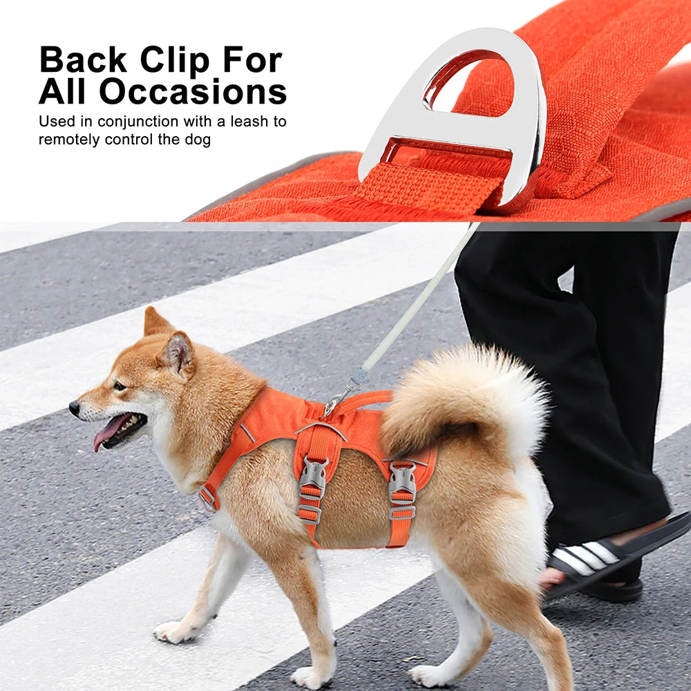 Harnais chien avis veterinaire sur un shiba Image