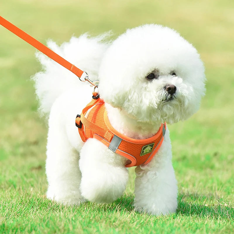 Harnais chien curli orange sur un chien blanc 