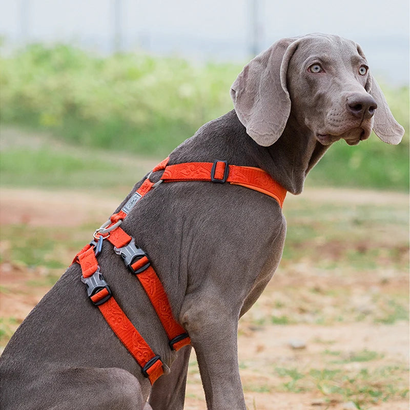 Harnais chien de traineau orange sur un grand chien gris Image
