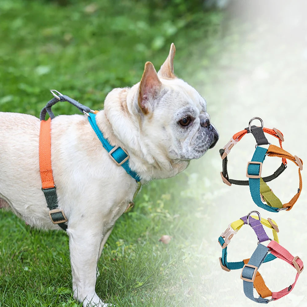 Harnais chien en h sur un buldog blanc  Image