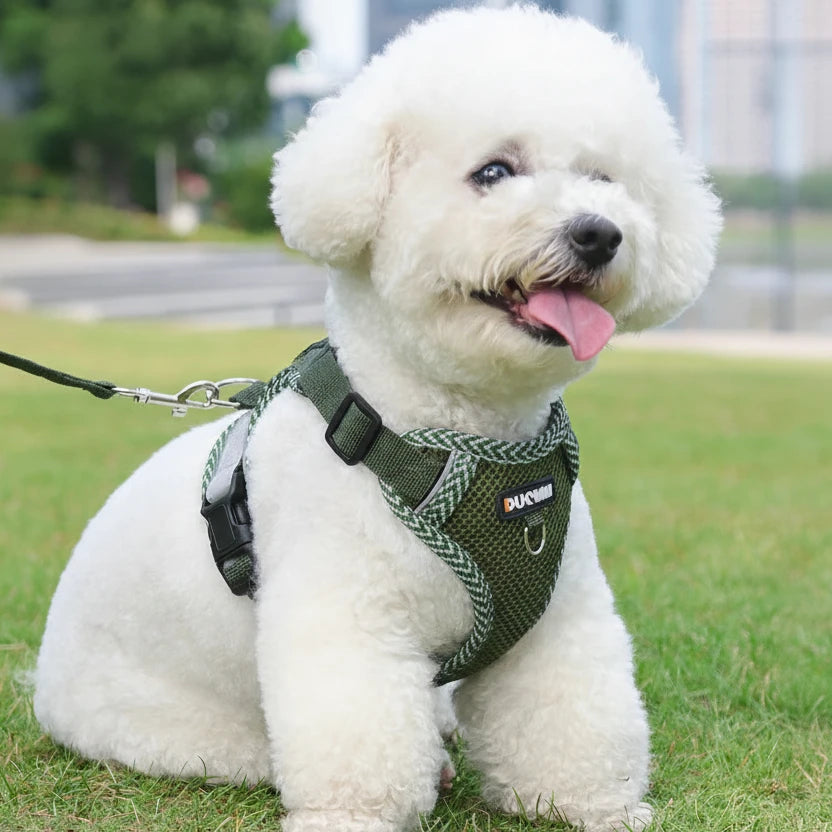 Harnais chien petite taille sur un petit chien blanc dans un parc 