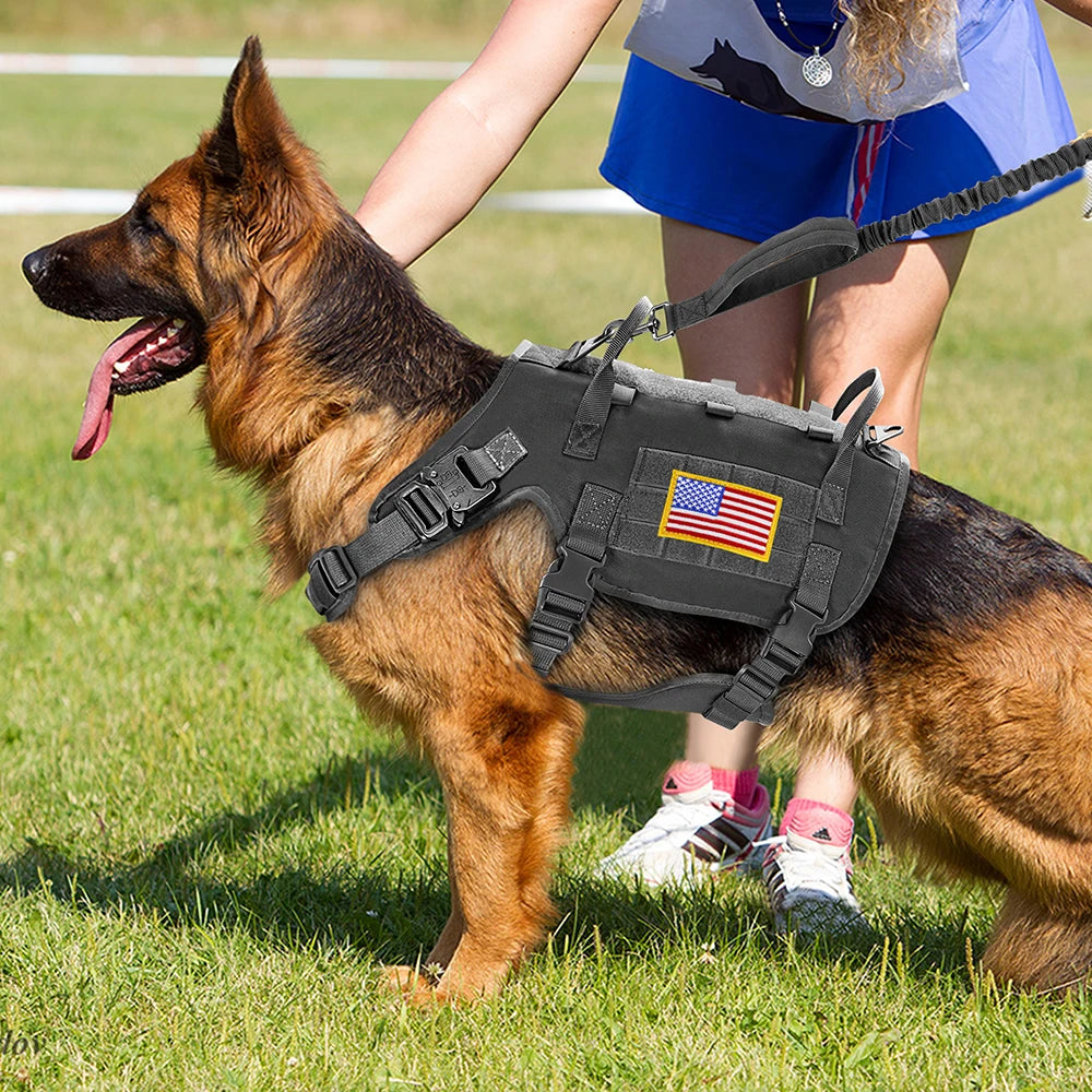 Harnais chien police noir dans un stade de foot Image