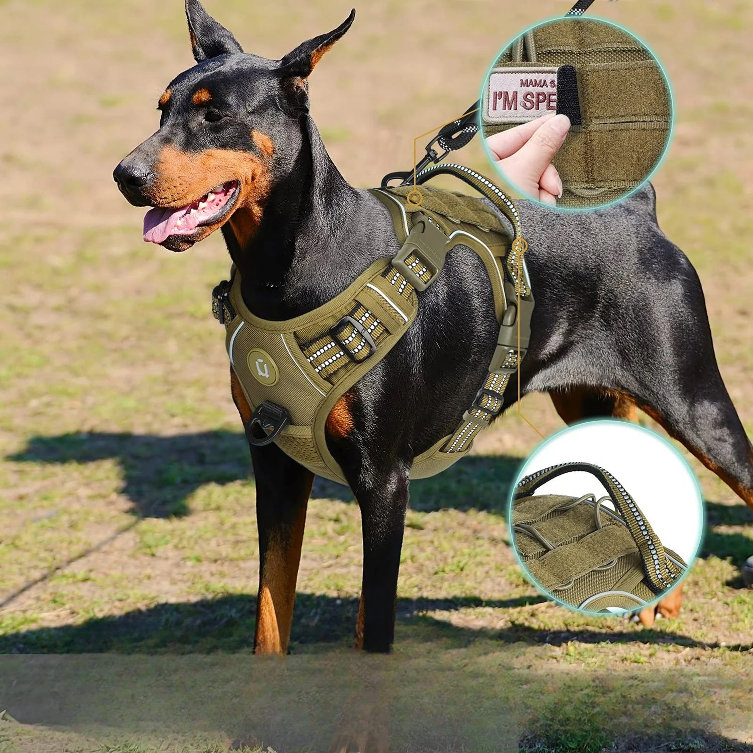 Doberman noir et brun avec un harnais tactique en Y de couleur khaki pour chien. Produit résistant et durable de boutiquechien