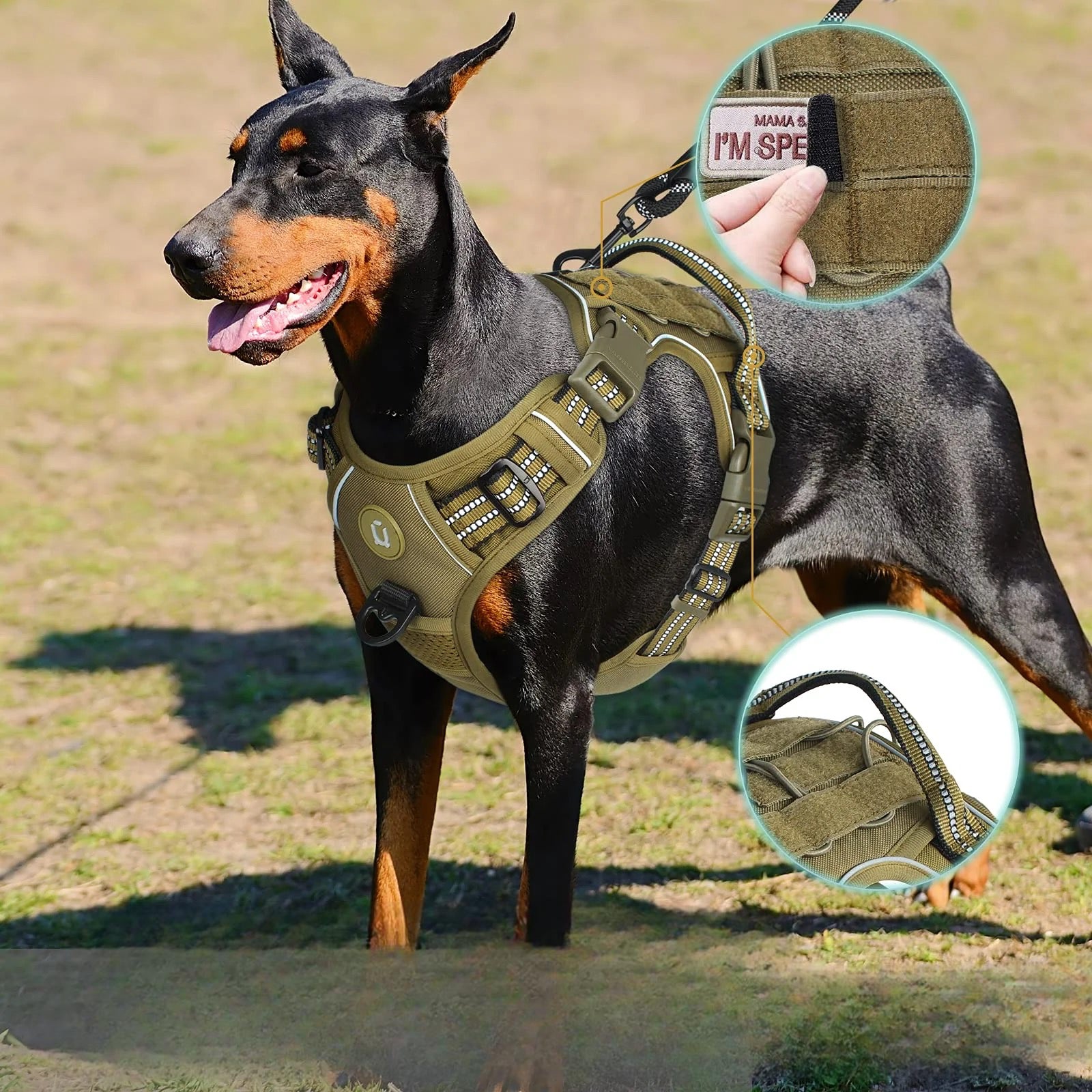 Doberman noir et brun avec un harnais tactique en Y de couleur khaki pour chien. Produit résistant et durable de boutiquechien Image