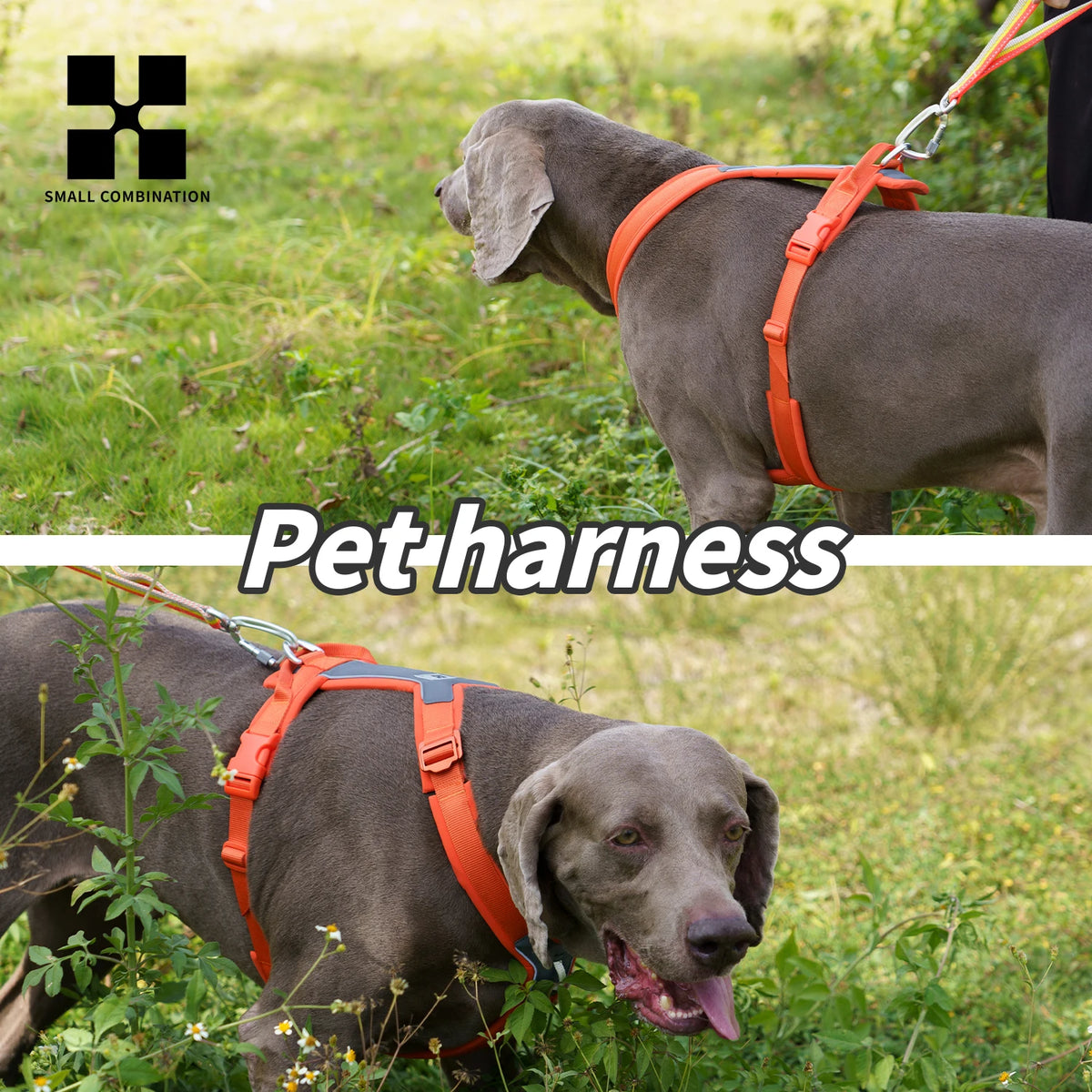 Harnais chien xl sur un chien gris Image