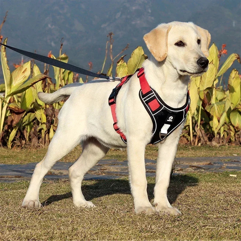Harnais chiot en y sur un petit chien blanc dans un champ Image