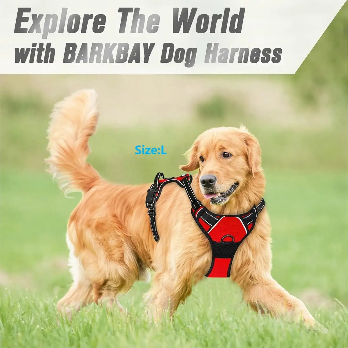 Harnais chiot bouledogue français Image