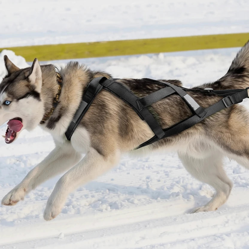 Harnais de traineau pour chien sur un husky Image