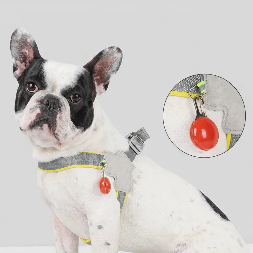 Harnais éducation chiot avec une led rouge 