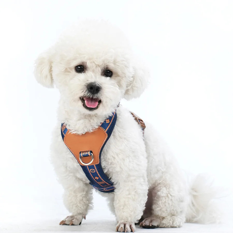 Harnais en forme de y sur un petit chien blanc  Image