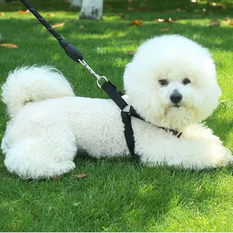 Harnais en y anti-traction sur un chien de couleur blanc portant un harnais noir