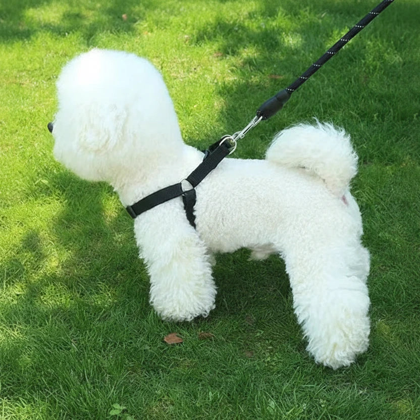 Harnais en y anti-traction sur un chien de profil Image