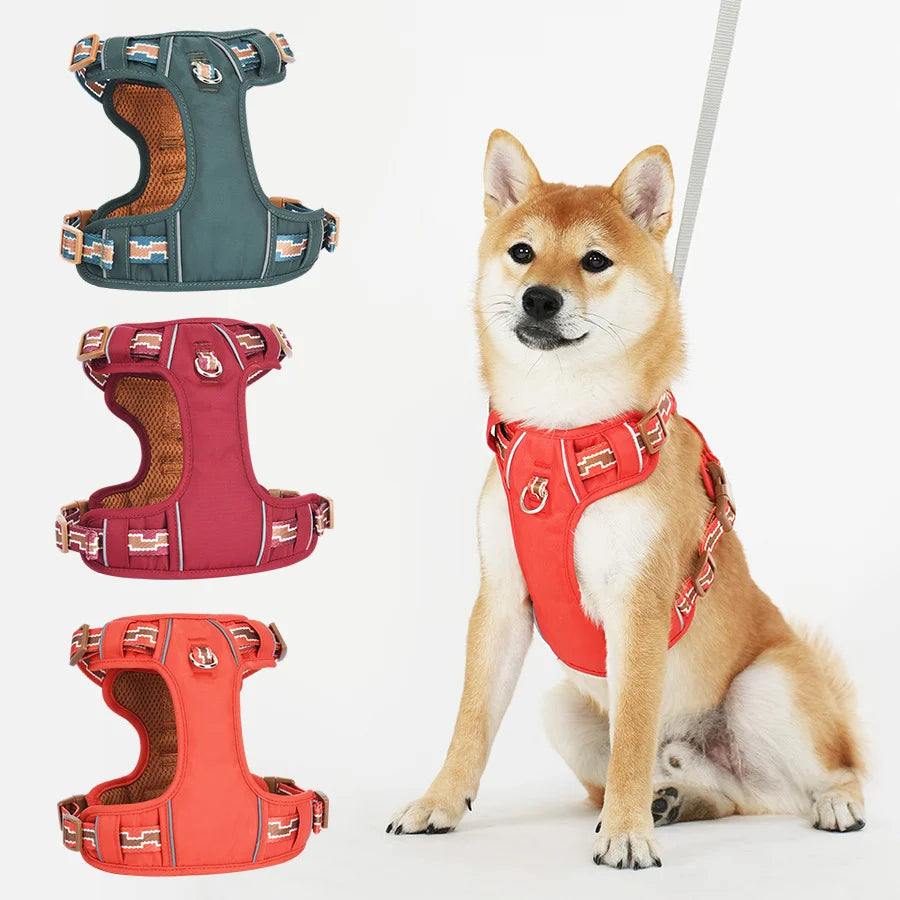 Harnais en y biothane sur un shiba claire  Image