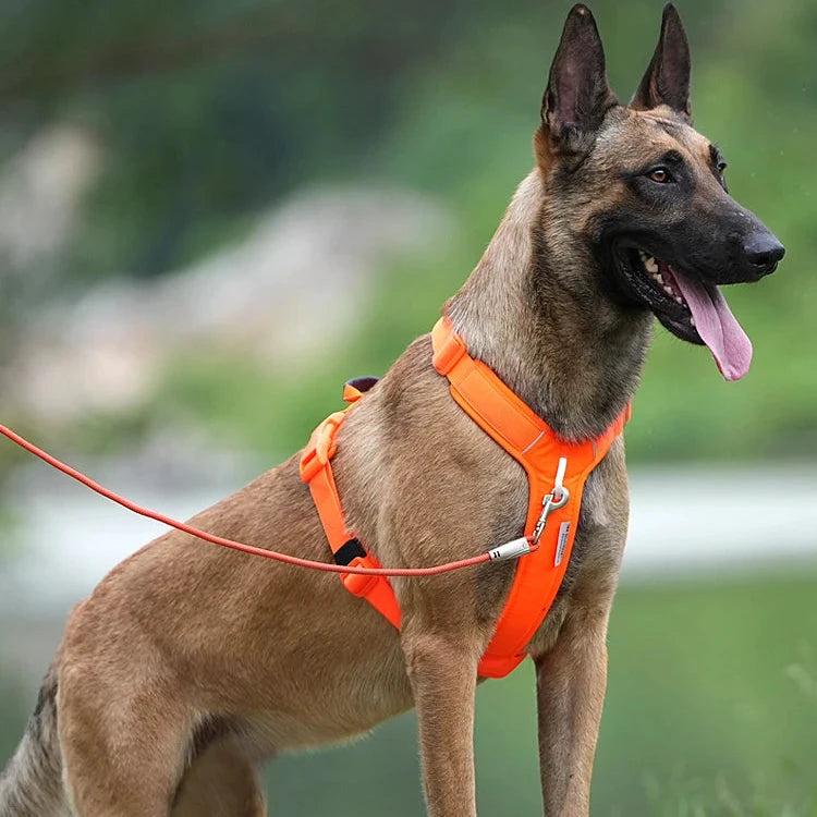 berger allemand portant un gros harnais pour chien de couleur orange avec en fond de la verdure. Image produit Boutiquechien