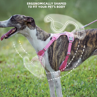 Harnais en y pour bouledogue français  ergonomie
