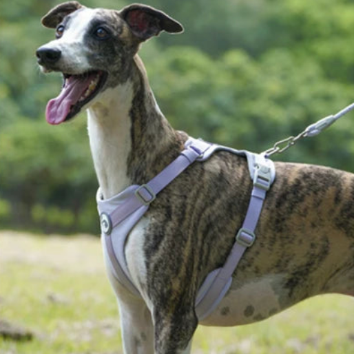 Grand chien avec un harnais violet pour bouledogue français 