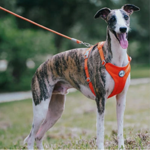 Harnais en y pour bouledogue français sur un grand chien blanc et Gris avec le harnais orange 