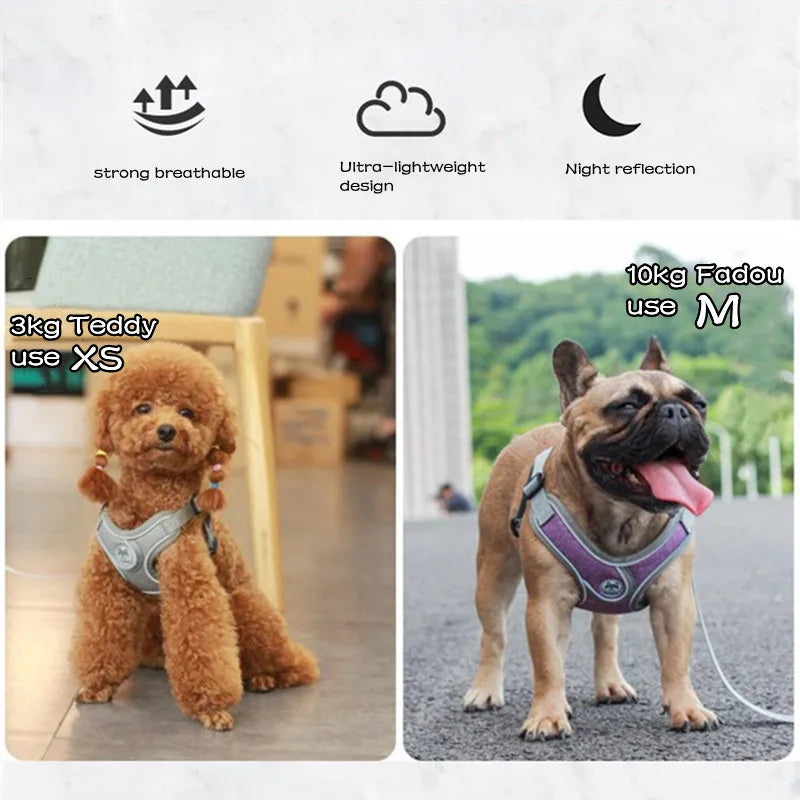 Harnais ergonomique chien mis en valeur  Image