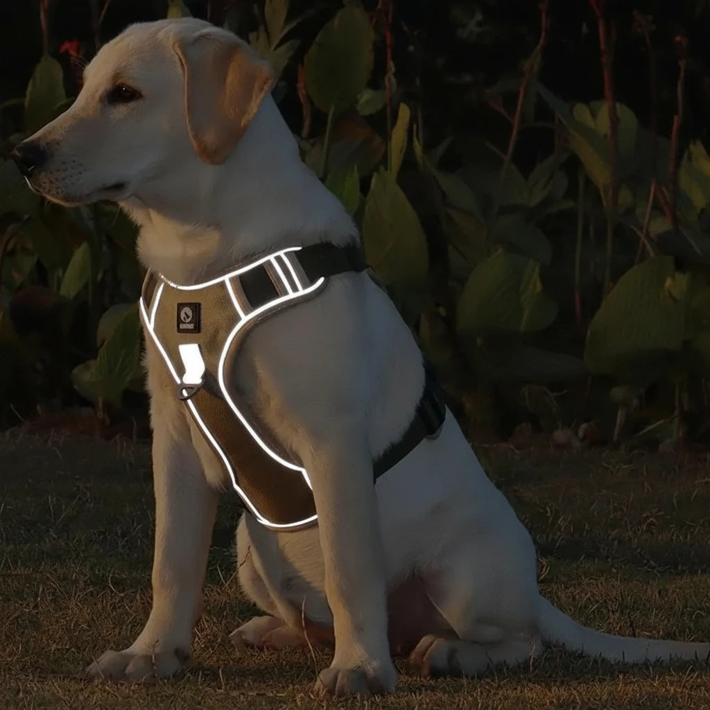 Gros chien blanc avec un harnais molosse réfléchissant