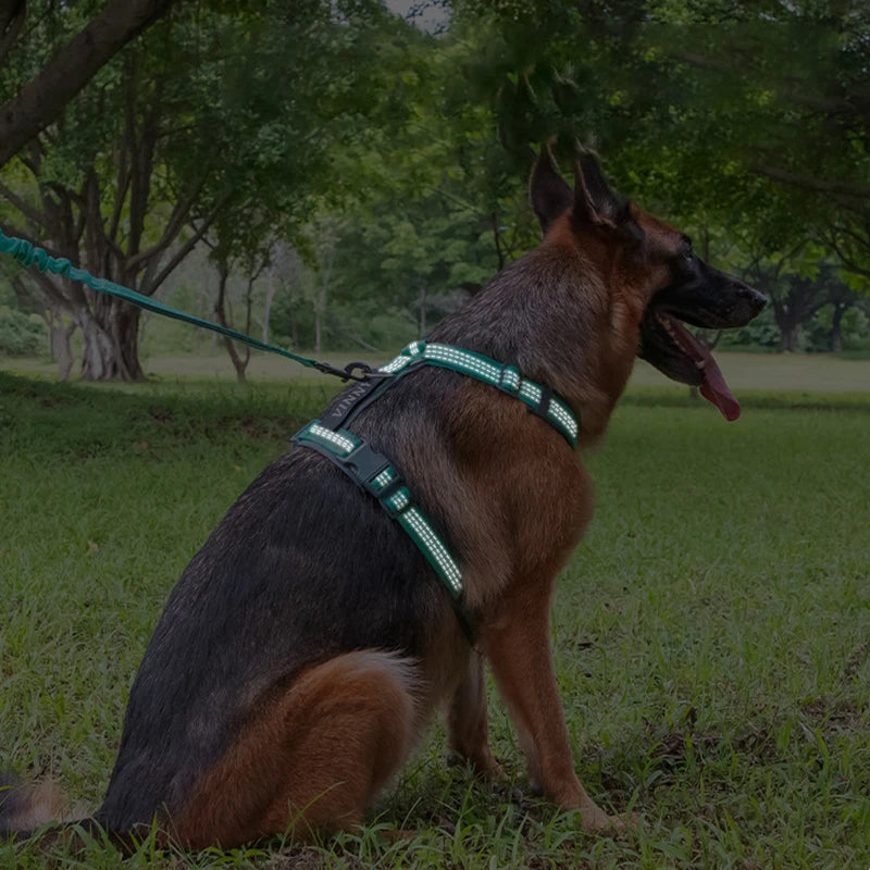 Harnais hunter chien reflechissant dans un jardin Image