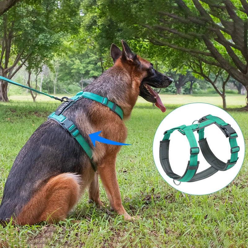 Harnais hunter chien sur un gros chien dans une foret  Image
