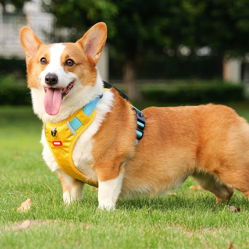 Harnais pour chien husky sur un petit chien  Image