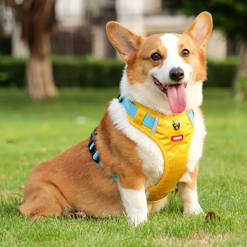 Harnais pour chien husky sur un petit chien de couleur claire